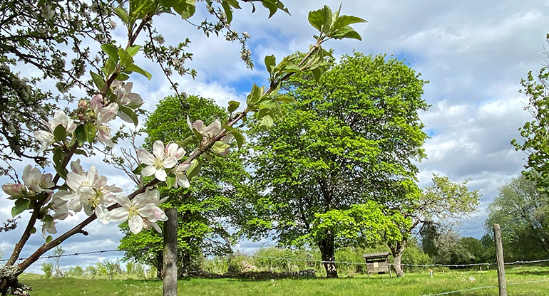 Äppelblom och träd i naturreservatet Stor Brorsmåla. Foto.